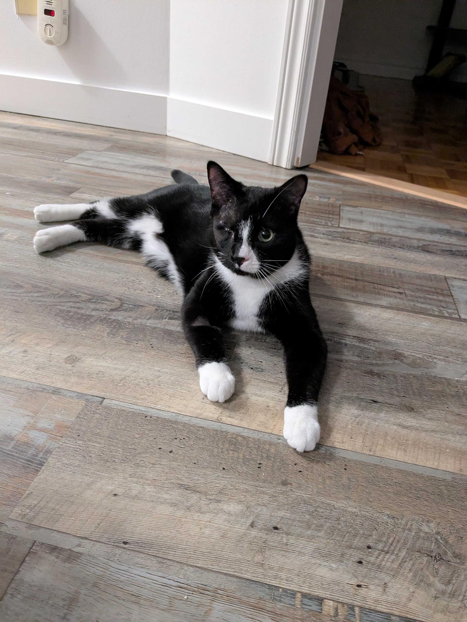 Xavier, Adoptable, Adult Male Domestic Short Hair.