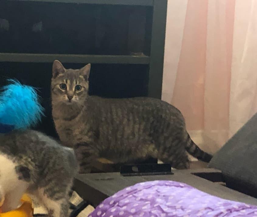 Enlarge Kitty, a Adopted Domestic Short Hair in Guelph, ON image 5/6