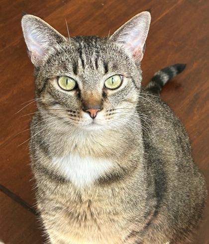 Reina, Adoptable, Adult Female Domestic Short Hair & Domestic Short Hair.