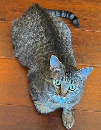 Reina, a Adoptable Domestic Short Hair in Encinitas, CA image 2/3