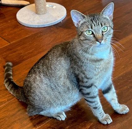 Enlarge Reina, a Adoptable Domestic Short Hair in Encinitas, CA image 3/3