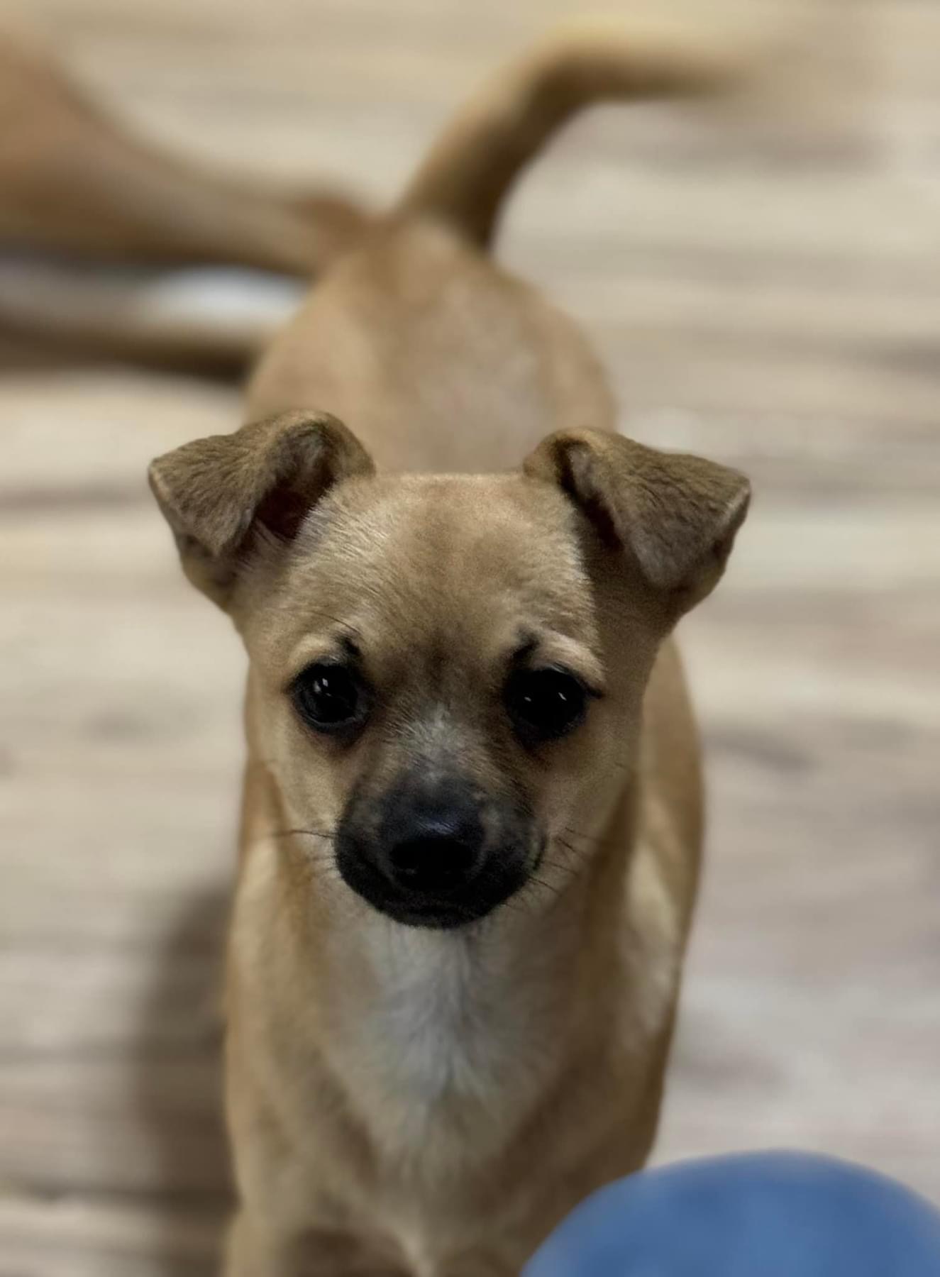 TYE, Adult Male Chihuahua