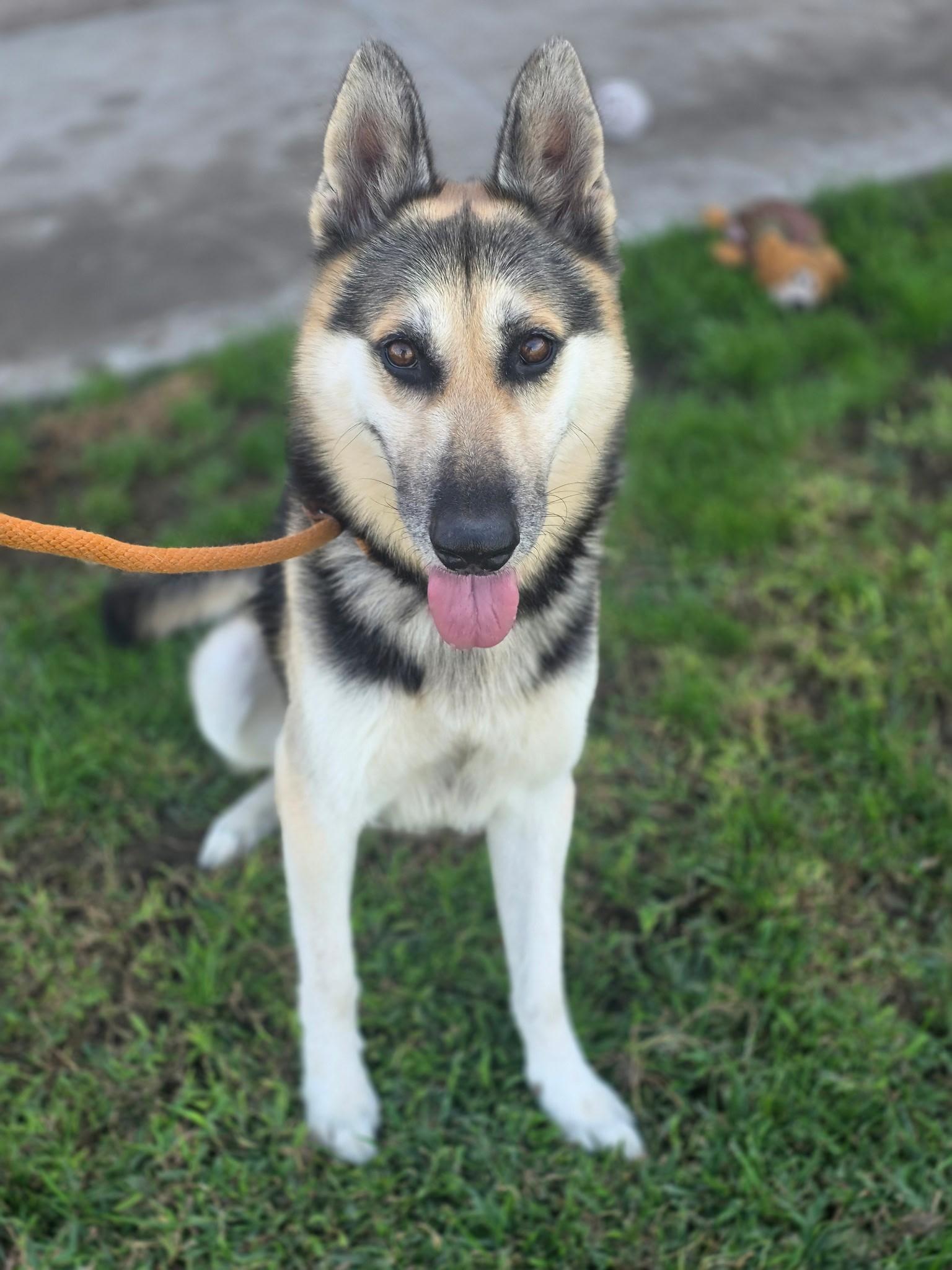 Ripper, Adopted, Adult Male German Shepherd Dog.