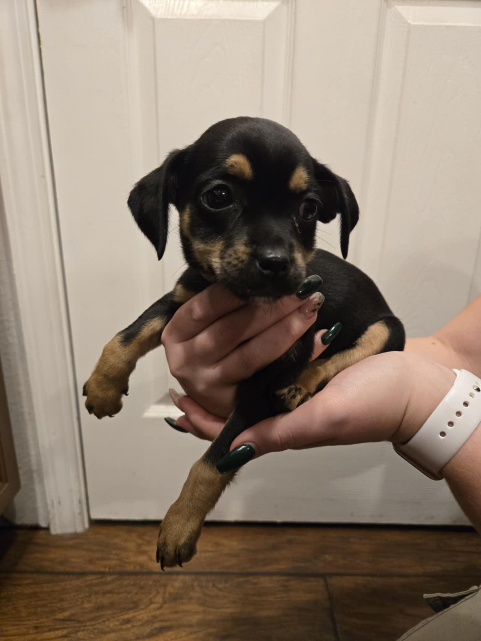 Enlarge Trisha, a Adopted mixed breed in Discovery Bay, CA image 1/2