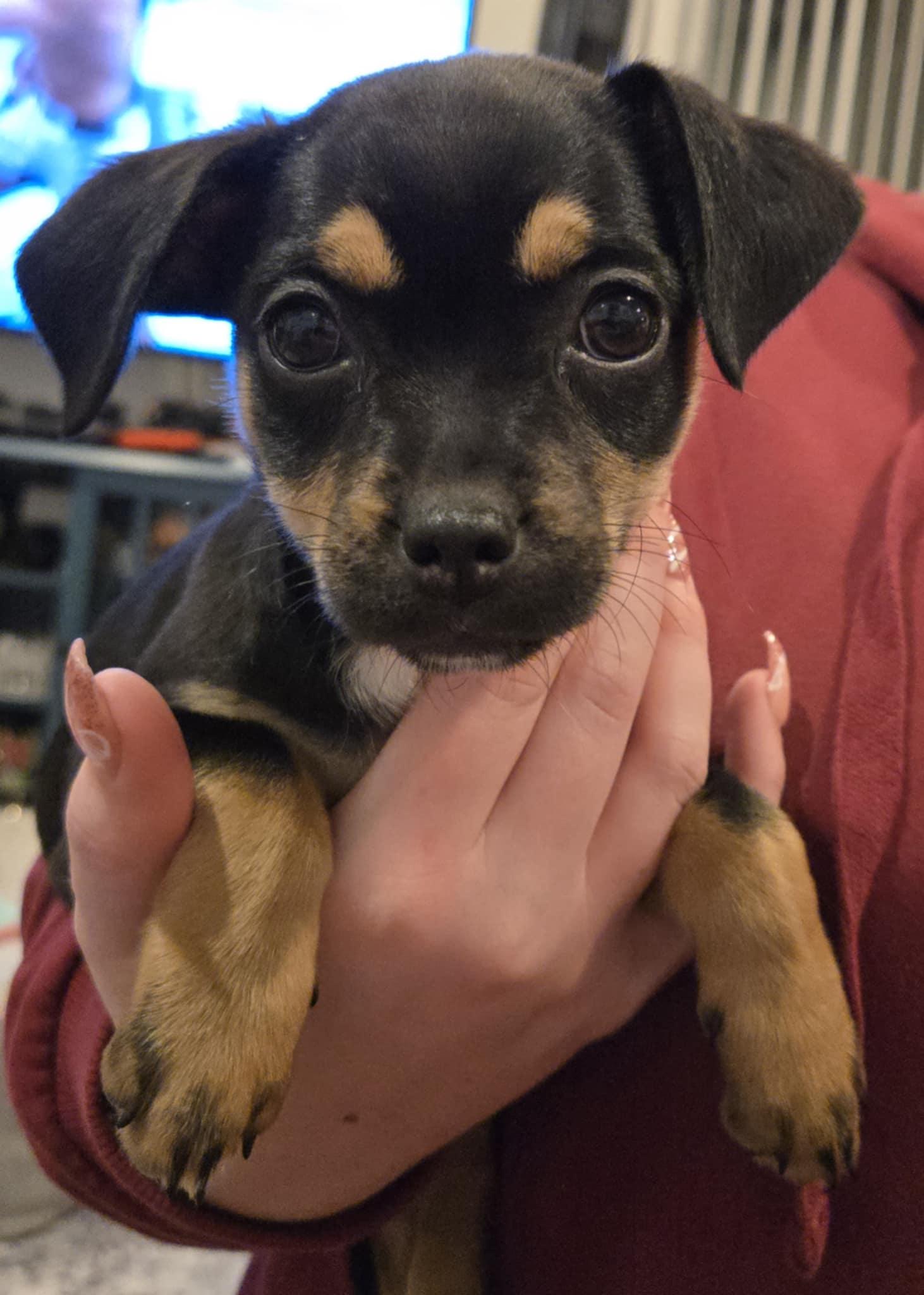 Enlarge Trisha, a Adopted mixed breed in Discovery Bay, CA image 2/2