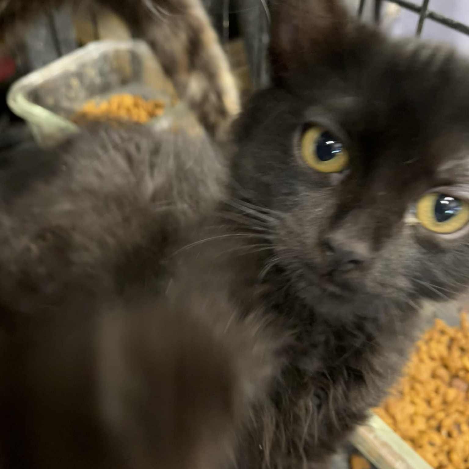 Enlarge Chocolate Mousse, a Adoptable mixed breed in Antioch, CA image 2/2