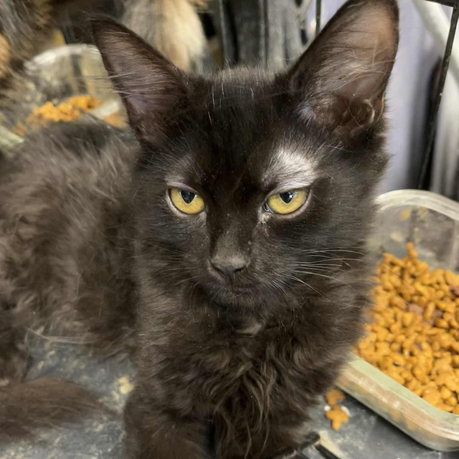 Enlarge Chocolate Mousse, a Adoptable mixed breed in Antioch, CA image 1/2