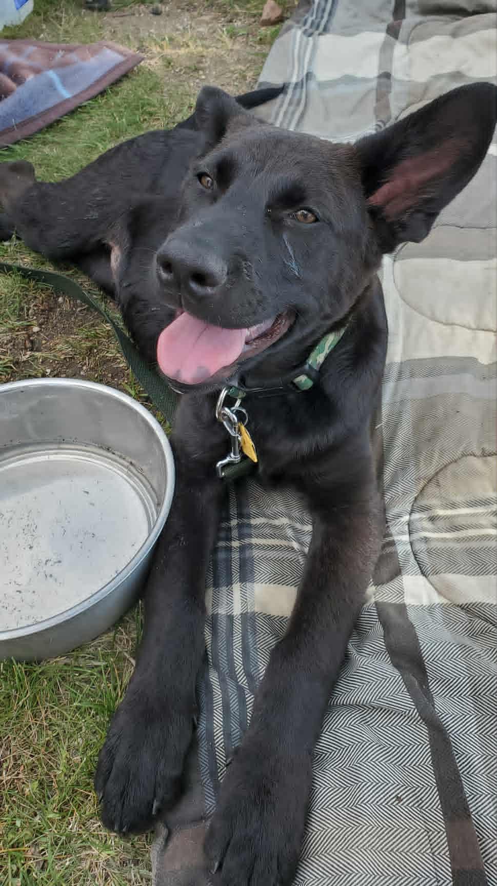 Ozzy, an adoptable German Shepherd Dog in Valley City, ND, 58072 | Photo Image 1