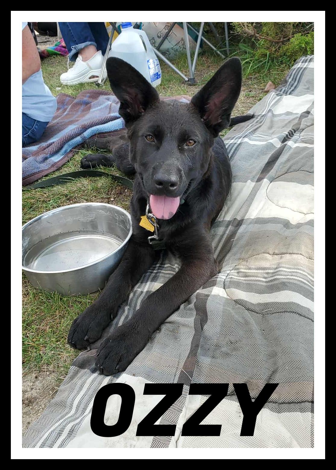 Ozzy, an adoptable German Shepherd Dog in Valley City, ND, 58072 | Photo Image 2