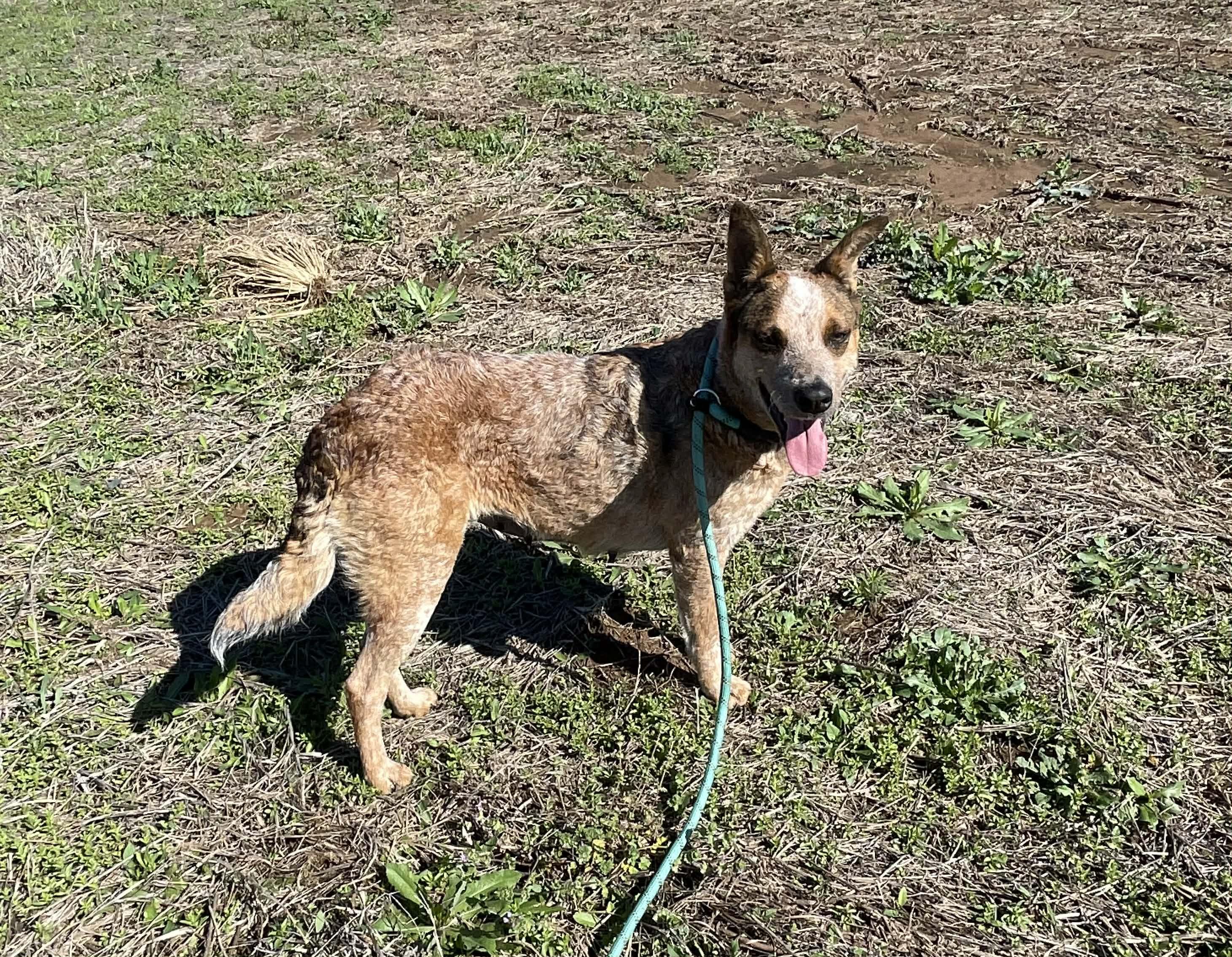 Sierr, an adopted Cattle Dog in Bellingham, WA image 6/6