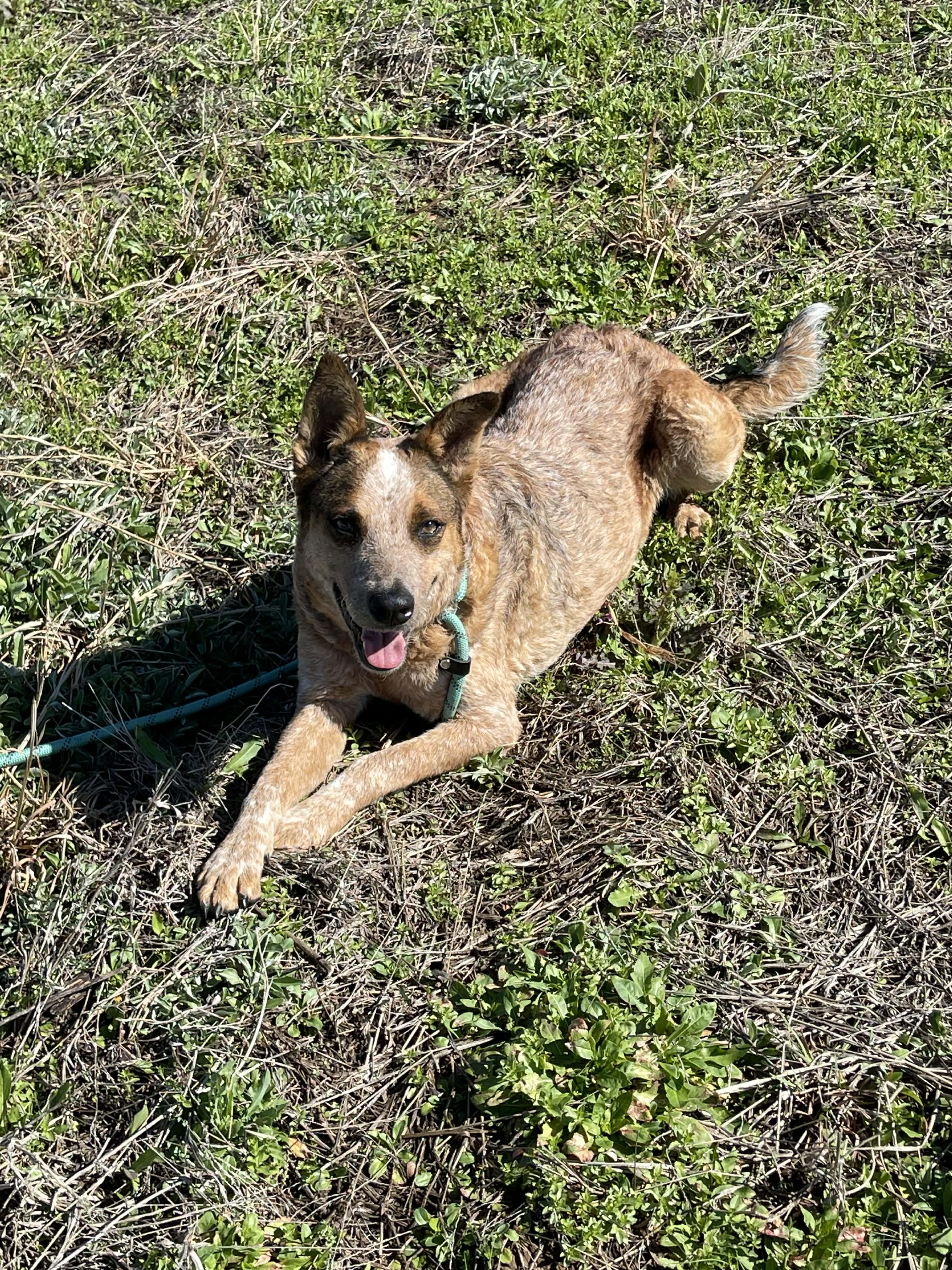 Sierr, adopted, Adult Female Cattle Dog.