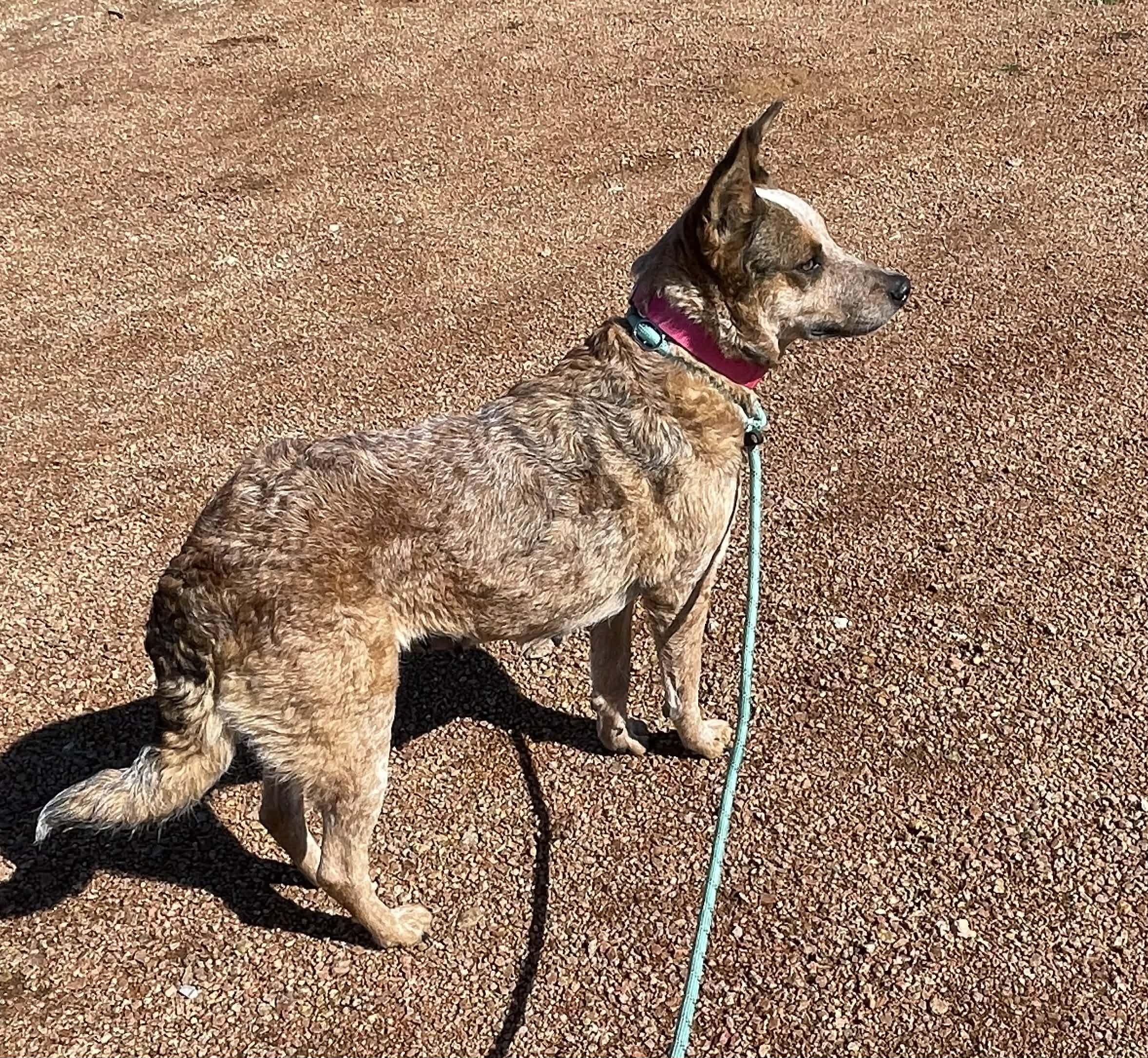 Sierr, an adopted Cattle Dog in Bellingham, WA image 4/6