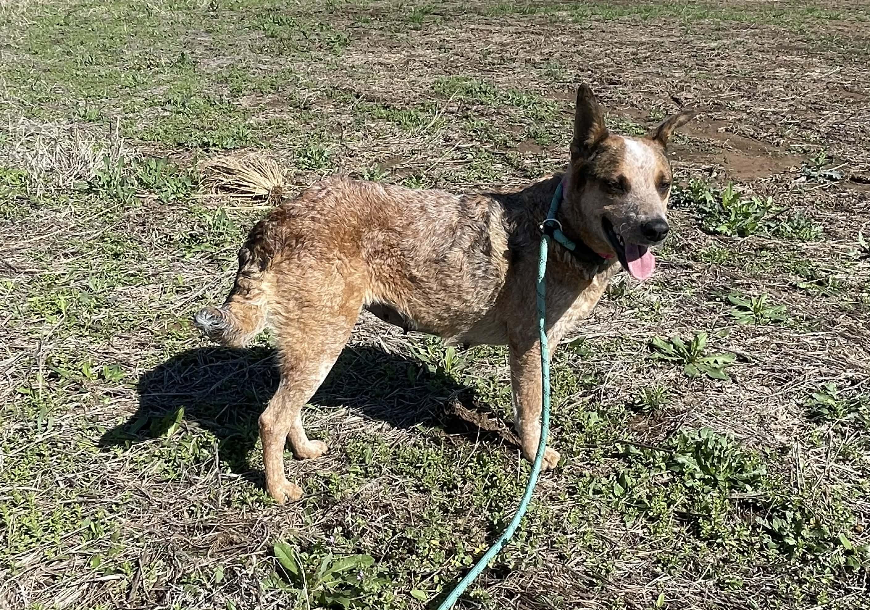 Sierr, an adopted Cattle Dog in Bellingham, WA image 5/6