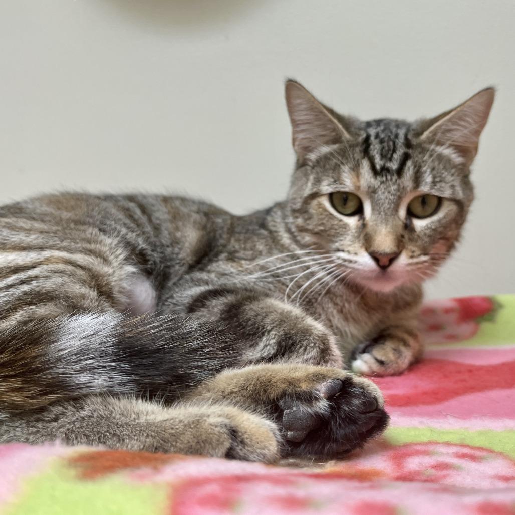 Josie, Adoptable, Adult Female Domestic Short Hair.
