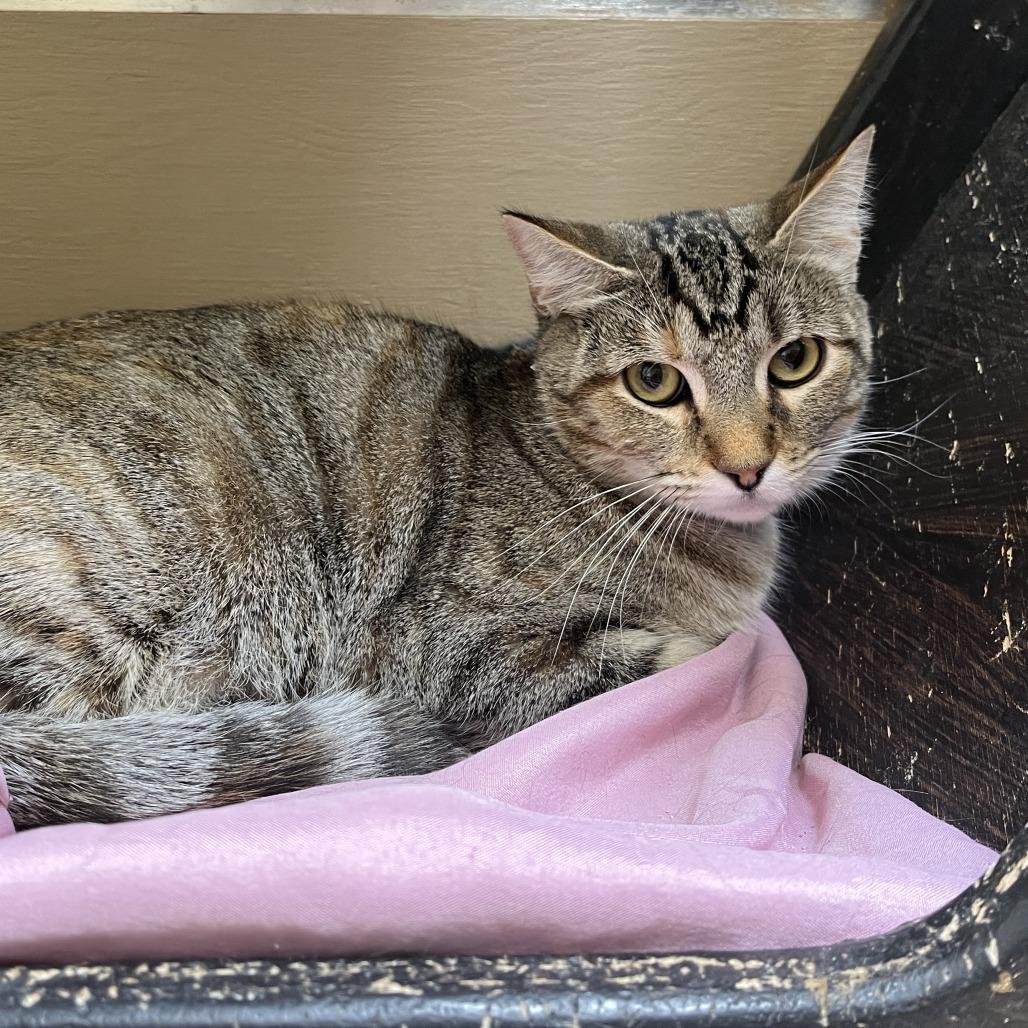 Enlarge Josie, a Adoptable Domestic Short Hair in Temecula, CA image 2/3