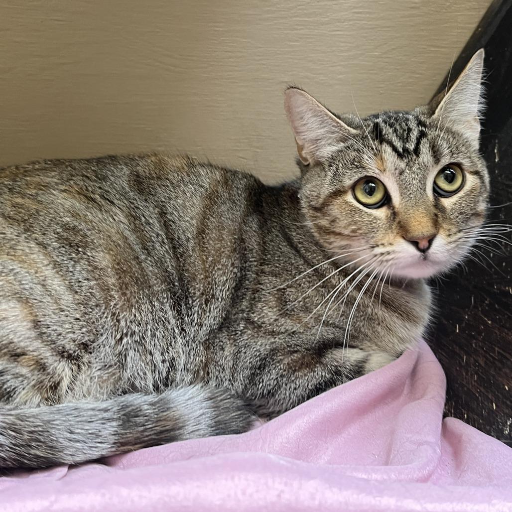Enlarge Josie, a Adoptable Domestic Short Hair in Temecula, CA image 3/3