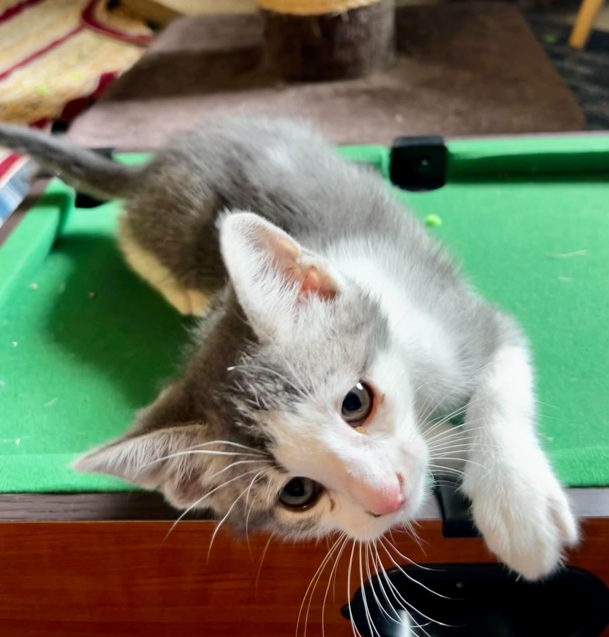Charlotte Bronte, ADOPTABLE, Kitten Female Domestic Short Hair.