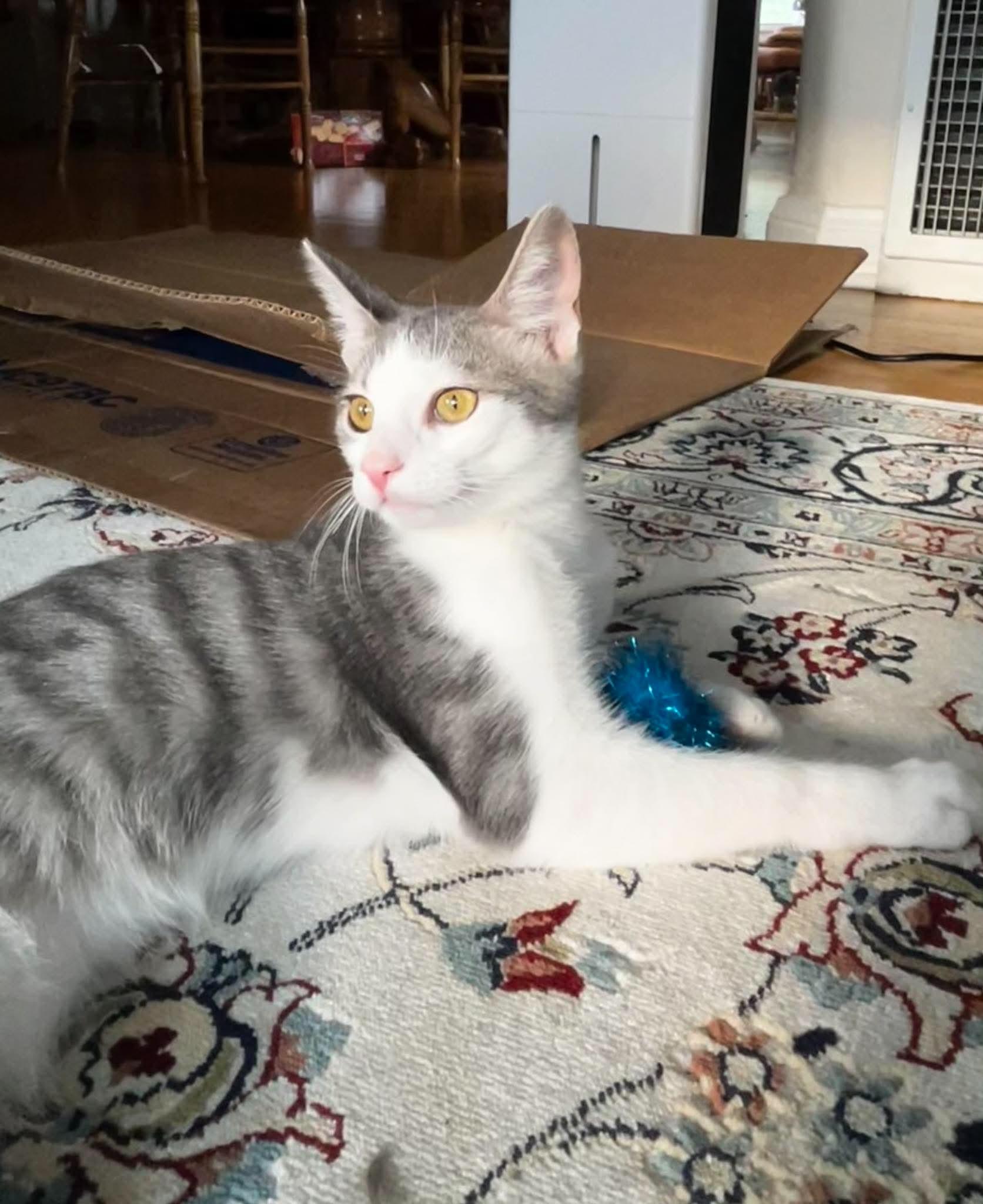 Charlotte Bronte, a ADOPTABLE Domestic Short Hair in Bloomsdale, MO image 1/5