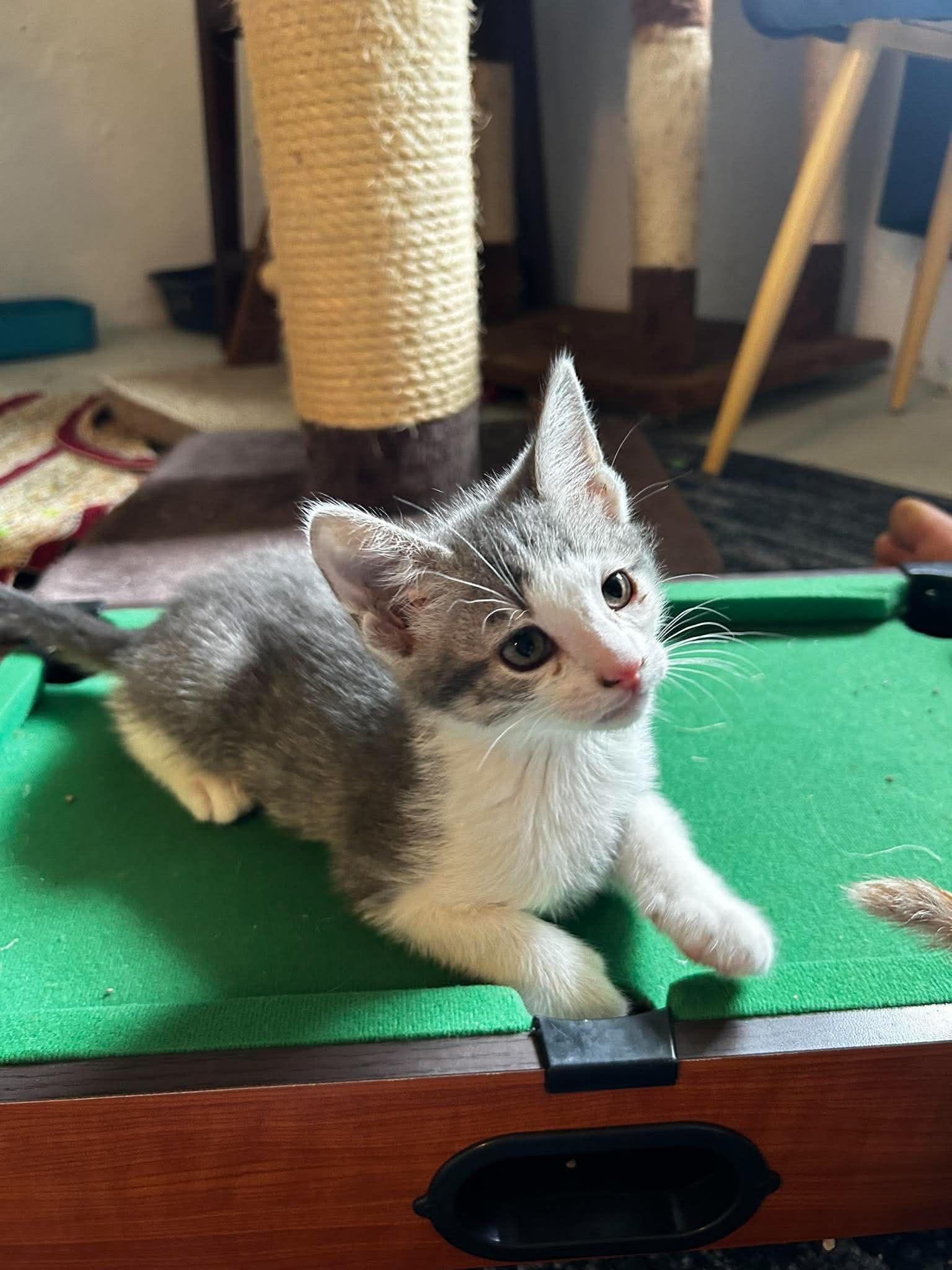 Charlotte Bronte, a ADOPTABLE Domestic Short Hair in Bloomsdale, MO image 3/4