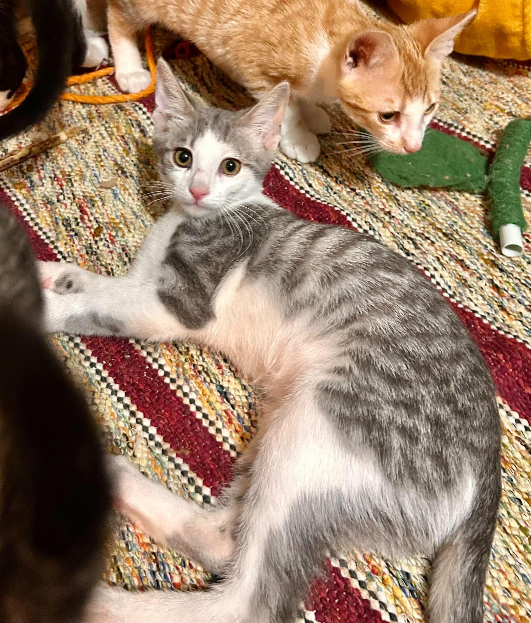 Charlotte Bronte, a ADOPTABLE Domestic Short Hair in Bloomsdale, MO image 1/4