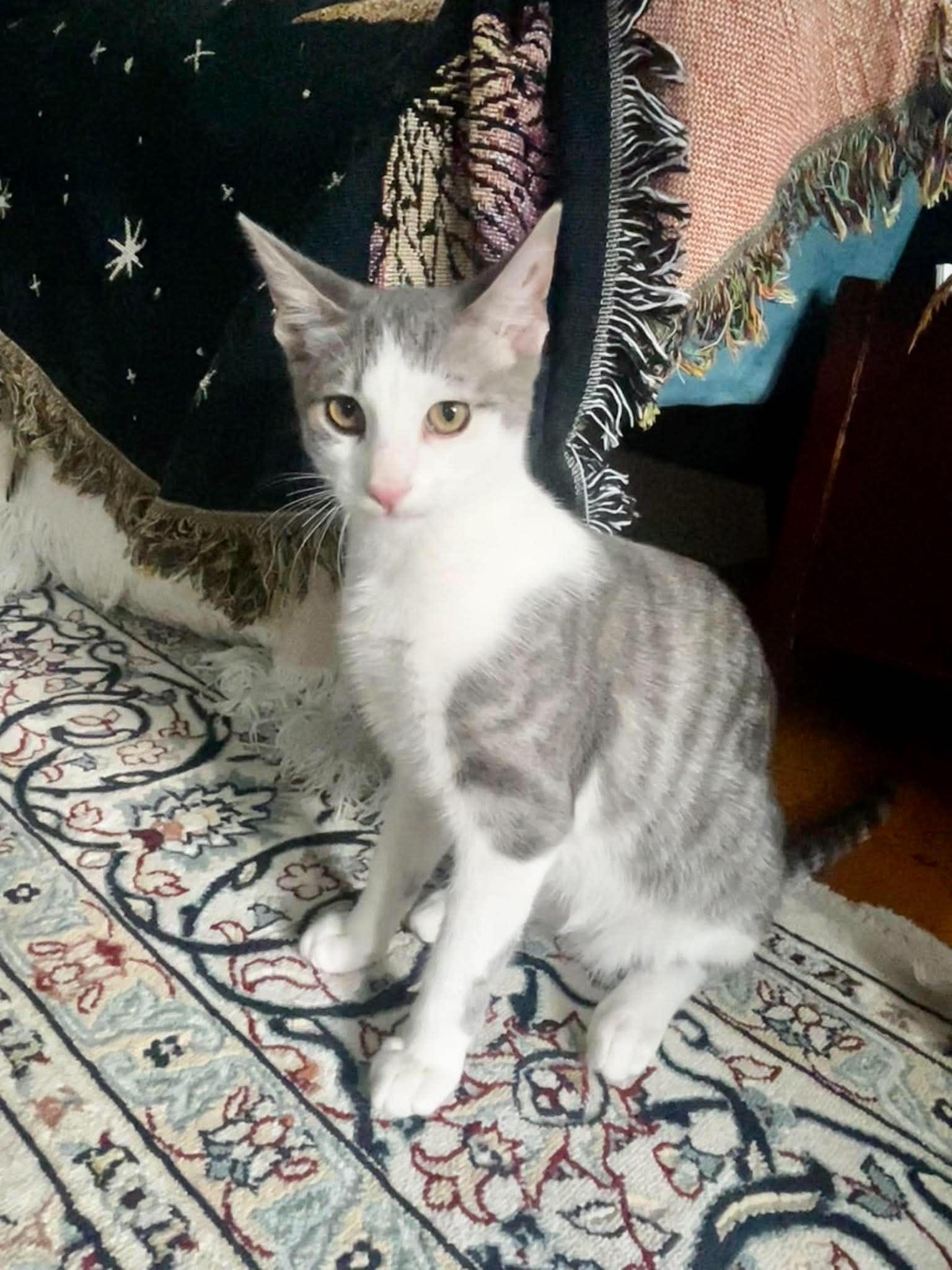 Charlotte Bronte, a ADOPTABLE Domestic Short Hair in Bloomsdale, MO image 2/5