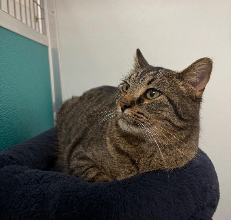 Pepper, Adoptable, Adult Male Domestic Short Hair.