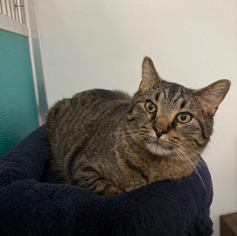 Enlarge Pepper, a Adoptable Domestic Short Hair in Yankton, SD image 2/4
