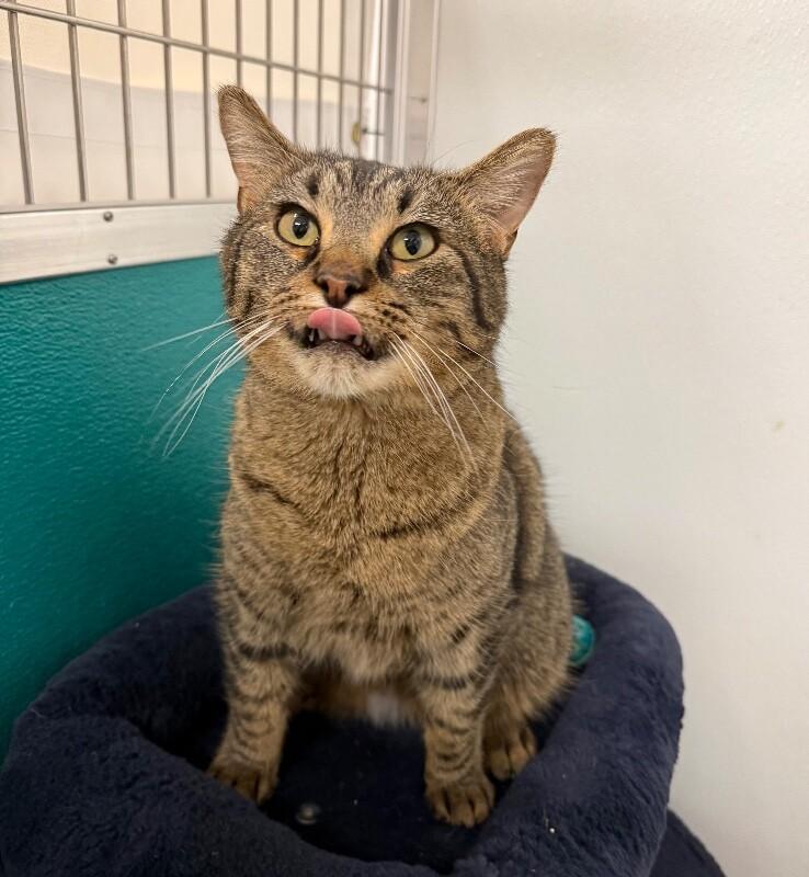 Enlarge Pepper, a Adoptable Domestic Short Hair in Yankton, SD image 3/4