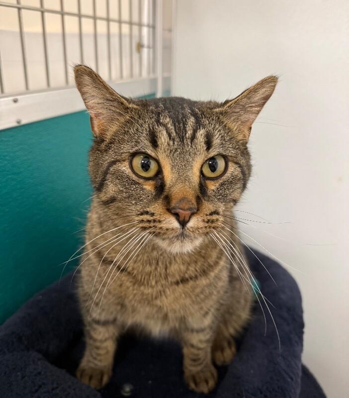 Enlarge Pepper, a Adoptable Domestic Short Hair in Yankton, SD image 4/4