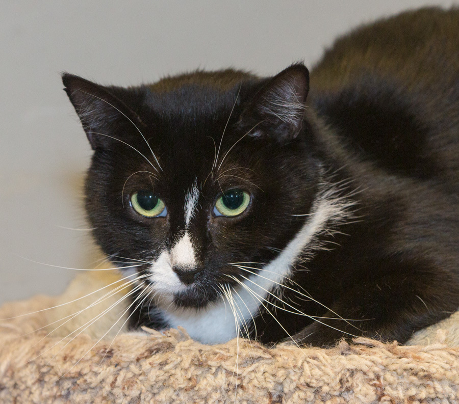 Bebe, a Adoptable Domestic Short Hair in Elmwood Park, NJ image 1/8