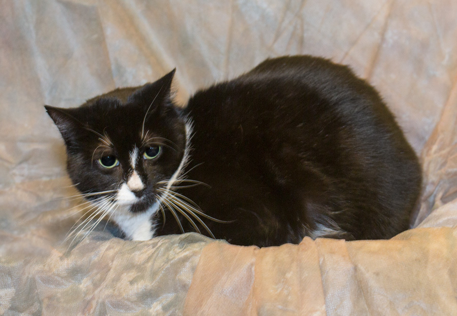 Bebe, a Adoptable Domestic Short Hair in Elmwood Park, NJ image 2/8