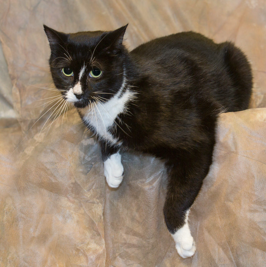 Bebe, Adoptable, Adult Female Domestic Short Hair.