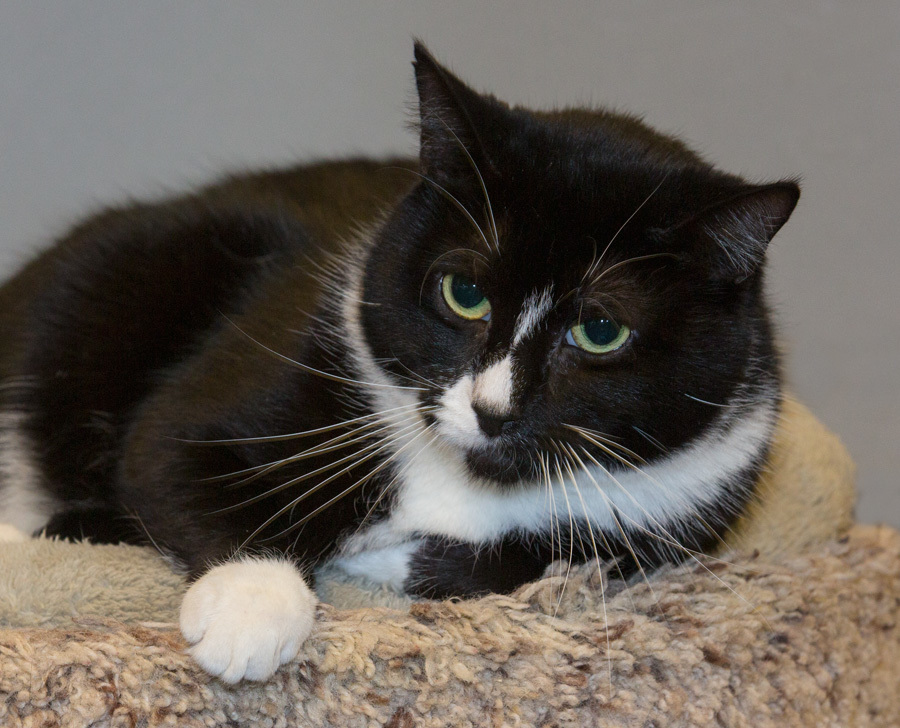 Bebe, a Adoptable Domestic Short Hair in Elmwood Park, NJ image 4/8