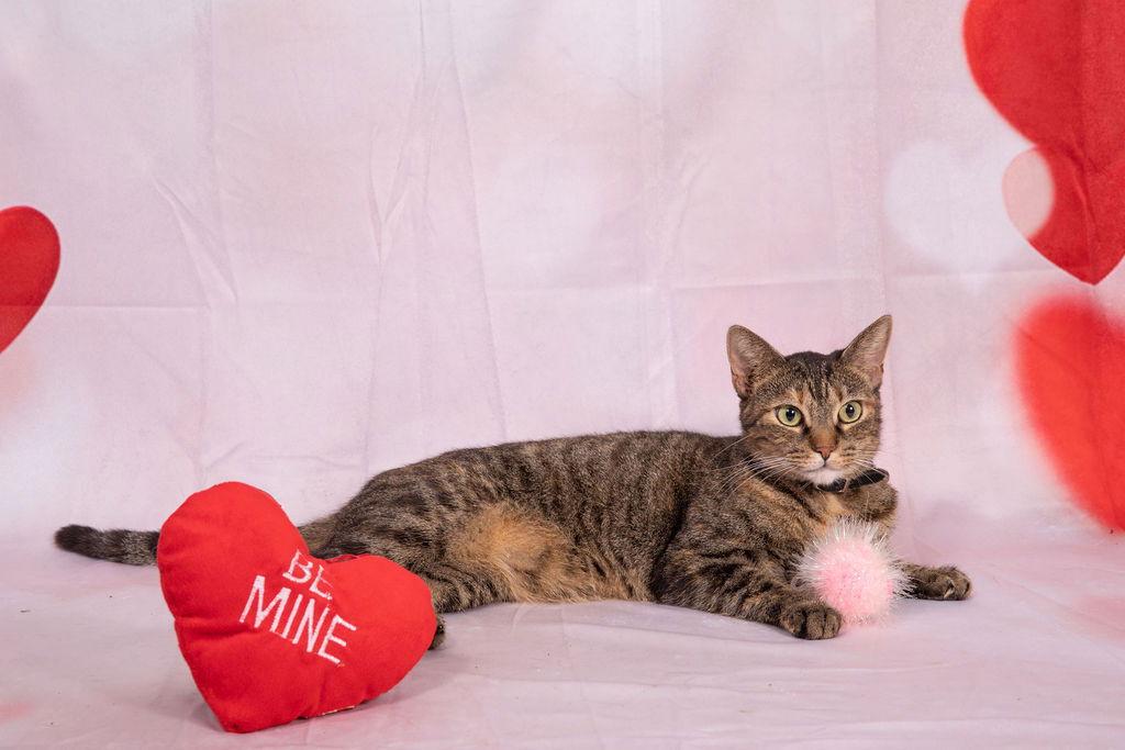 Nina, a Adoptable Tabby in Pompano Beach, FL image 1/3