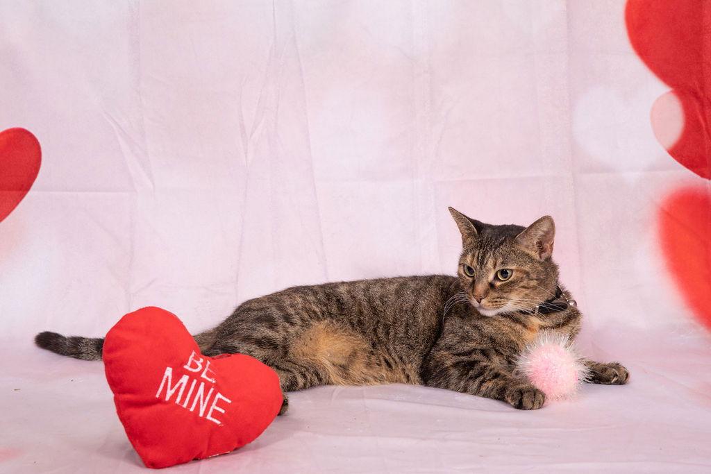 Nina, a Adoptable Tabby in Pompano Beach, FL image 2/3