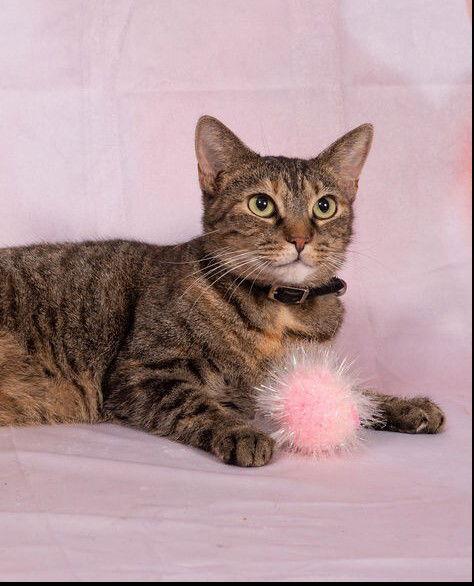 Nina, a Adoptable Tabby in Pompano Beach, FL image 3/3