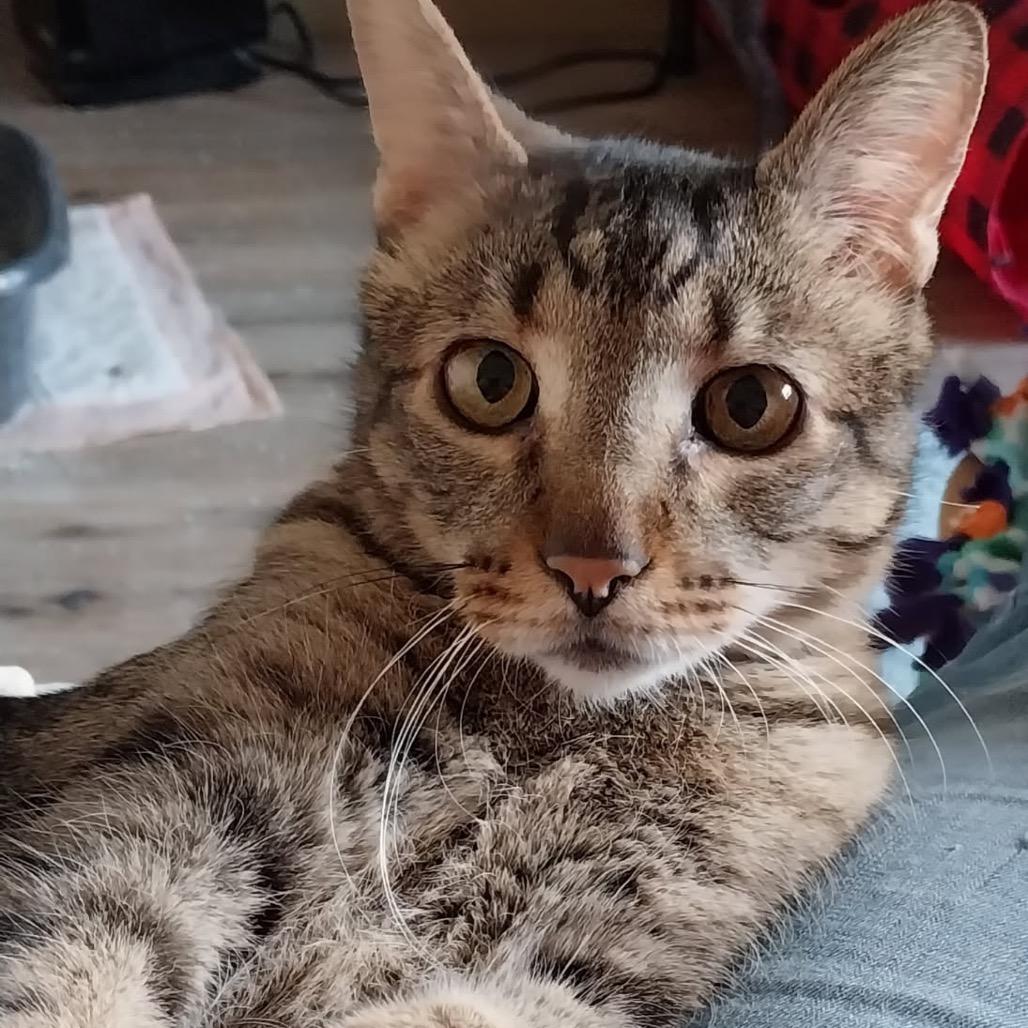 Enlarge Oliver, a Adoptable Domestic Short Hair in Baker City, OR image 1/2