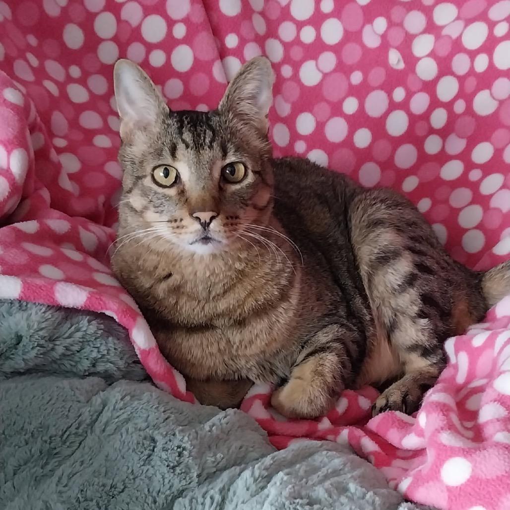 Enlarge Oliver, a Adoptable Domestic Short Hair in Baker City, OR image 2/2