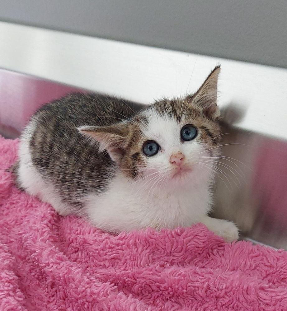 Ashani, Adopted, Kitten Female Domestic Short Hair.