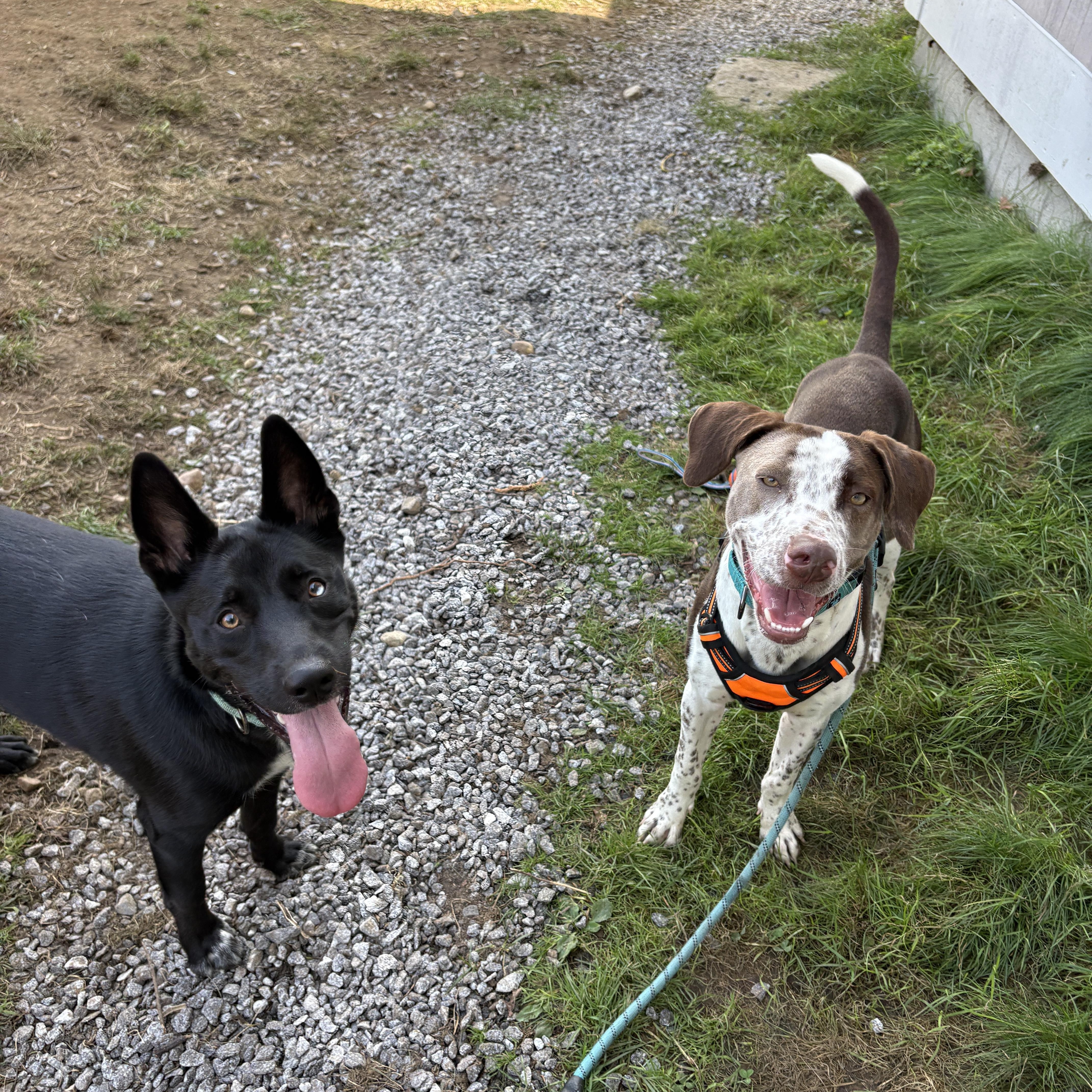 Chance, Adoptable, Puppy Male English Pointer.