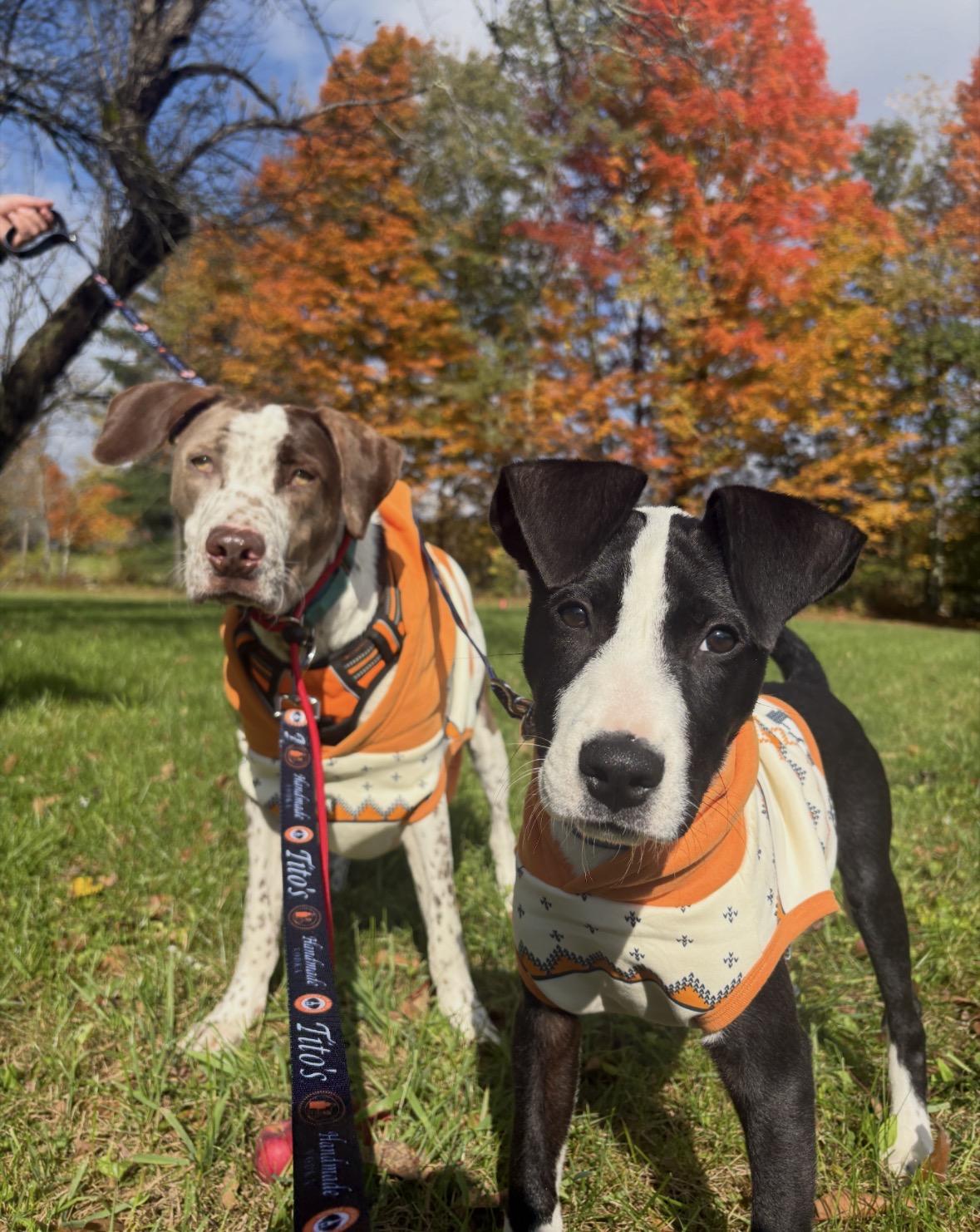 Enlarge Chance, a Adoption Pending mixed breed in New Boston, NH image 6/6