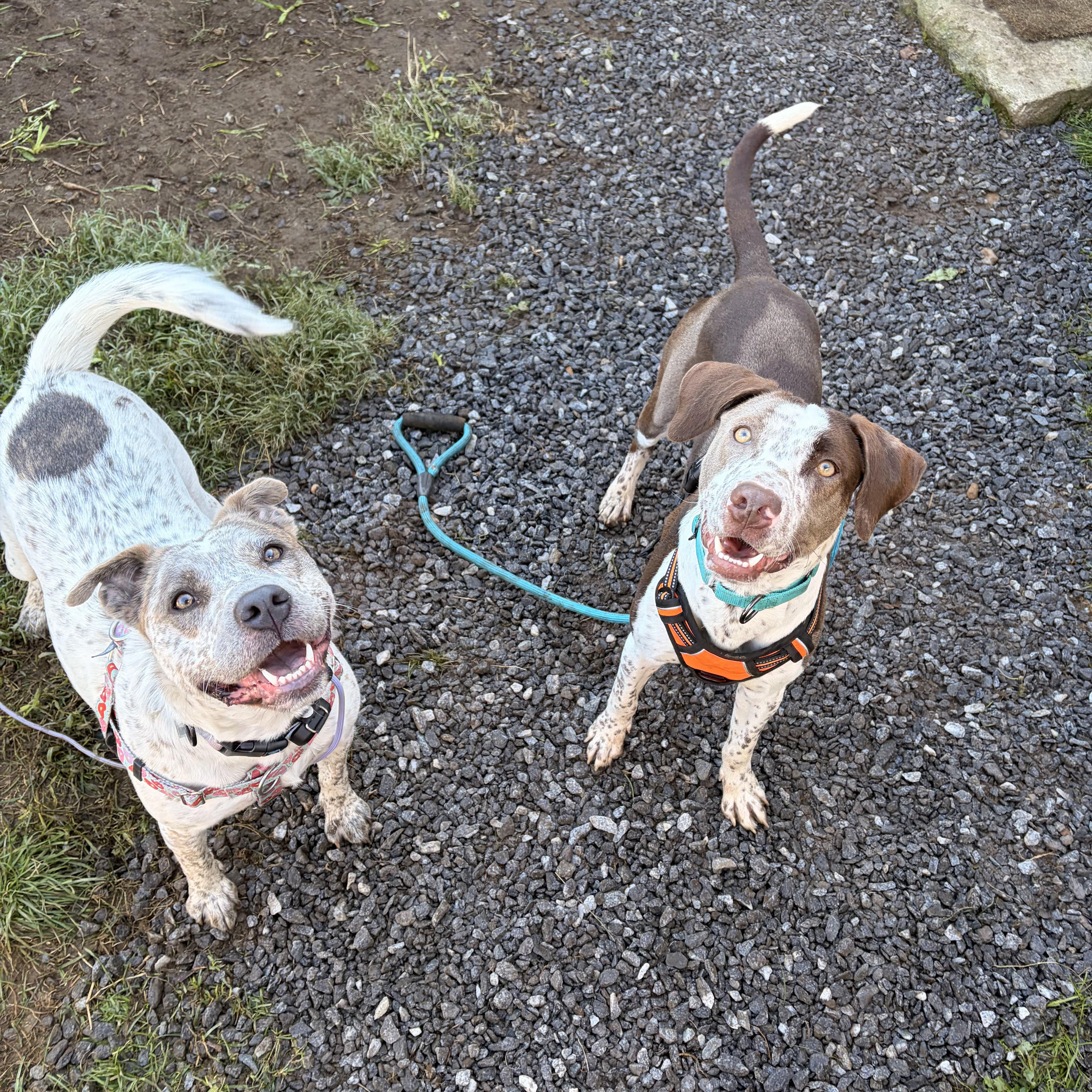 Enlarge Chance, a Adoption Pending mixed breed in New Boston, NH image 5/6