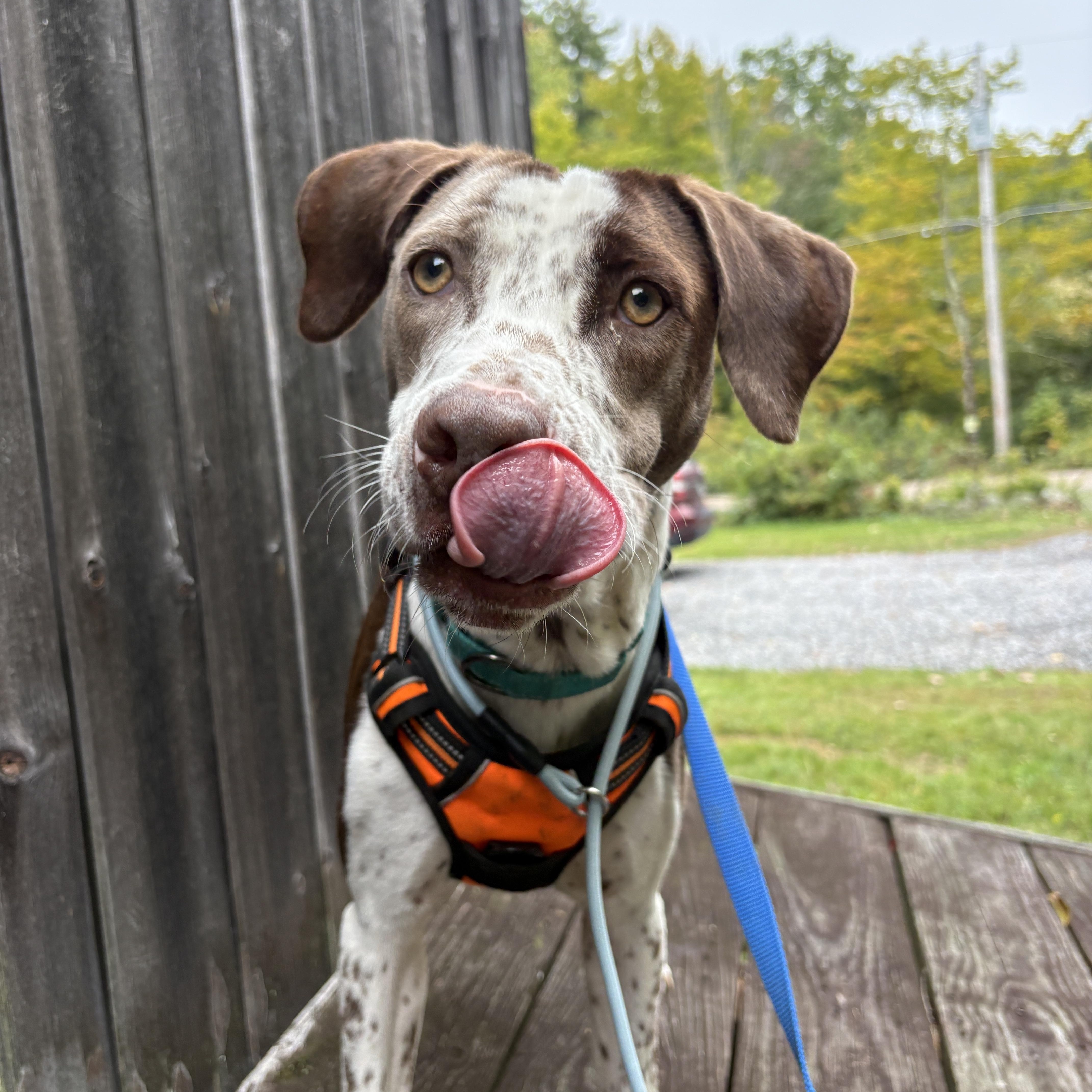 Enlarge Chance, a Adoption Pending mixed breed in New Boston, NH image 3/6