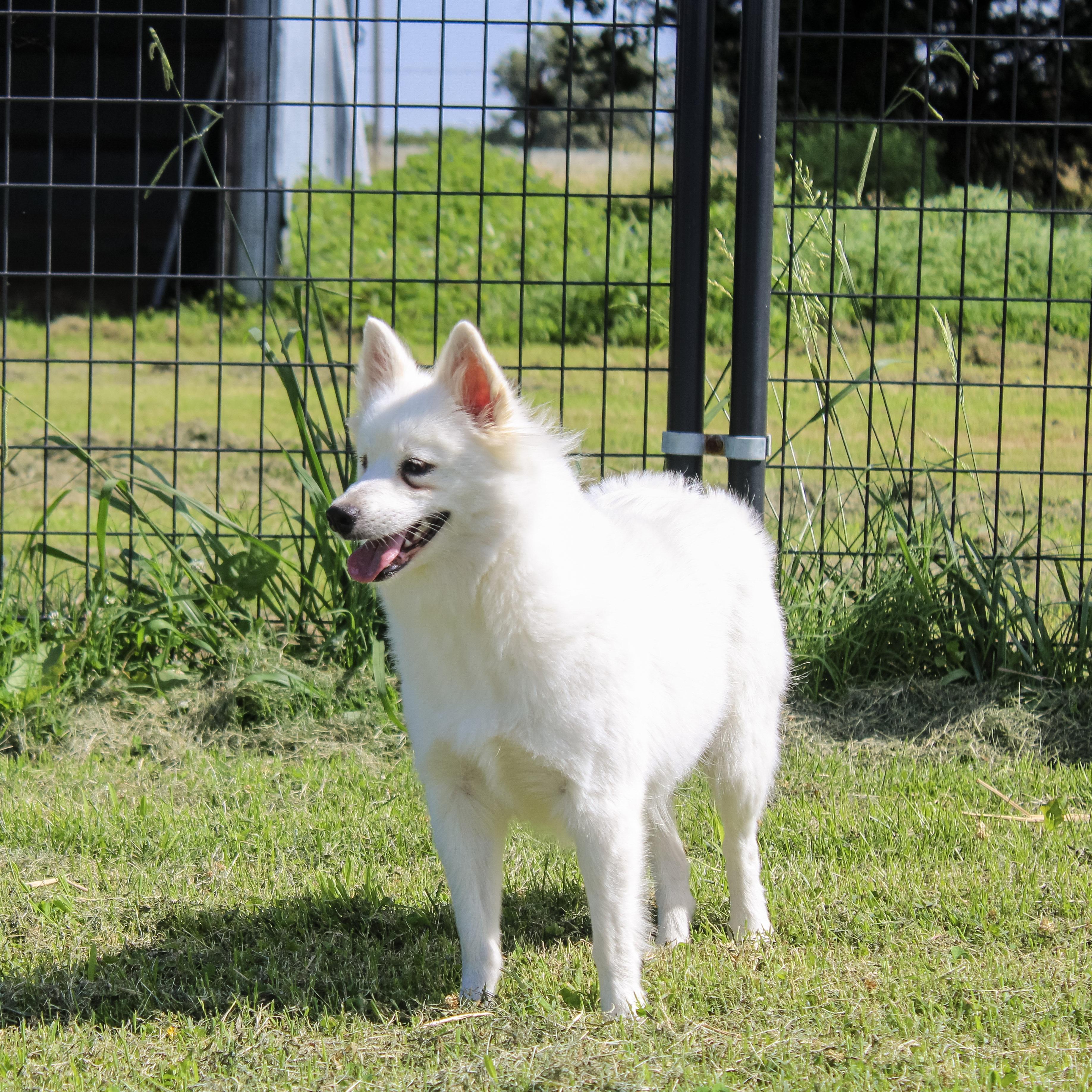 Firefly, a ADOPTABLE American Eskimo Dog in Neosho, MO image 2/4