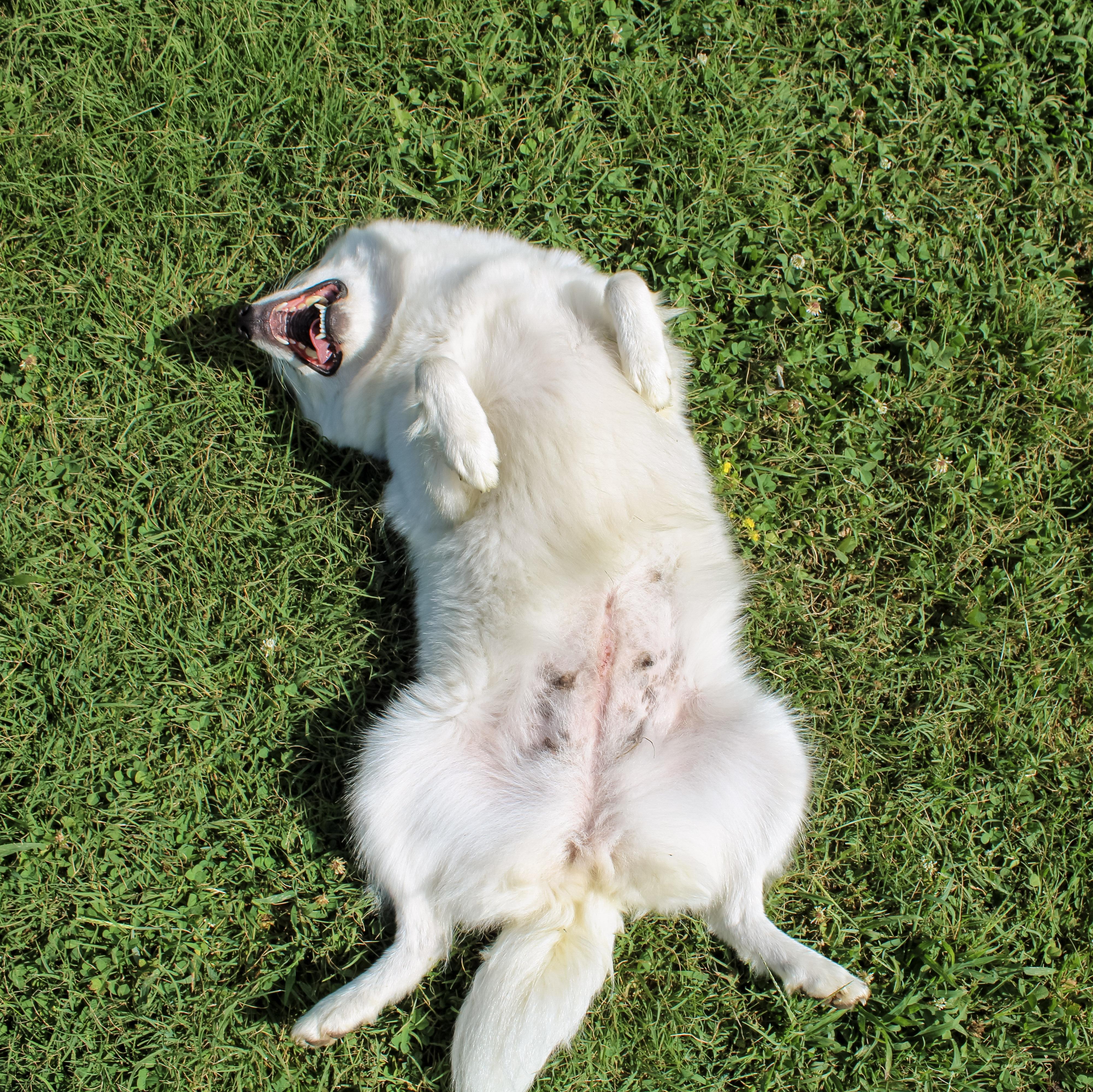 Firefly, ADOPTABLE, Adult Female American Eskimo Dog.
