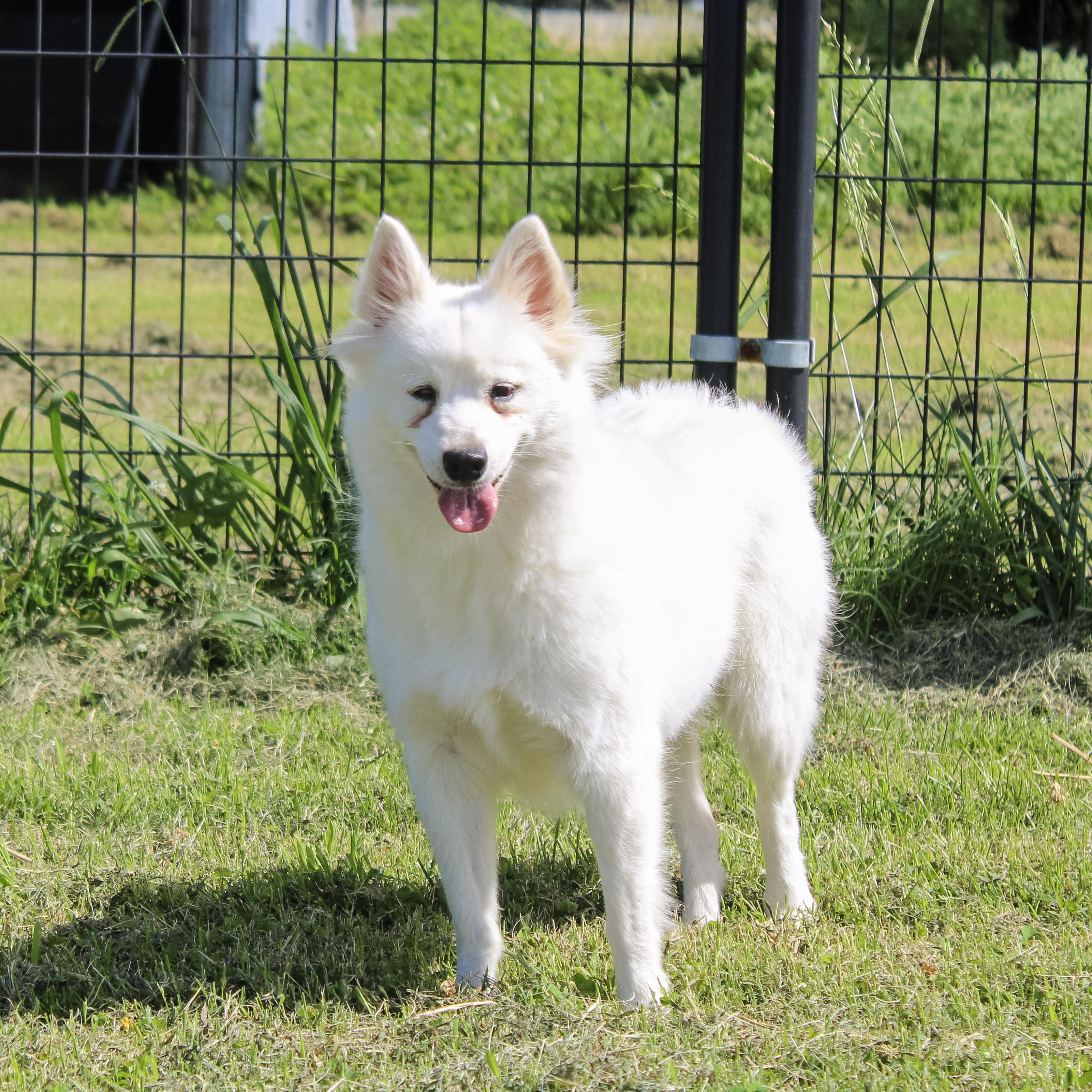 Firefly, a ADOPTABLE American Eskimo Dog in Neosho, MO image 3/4
