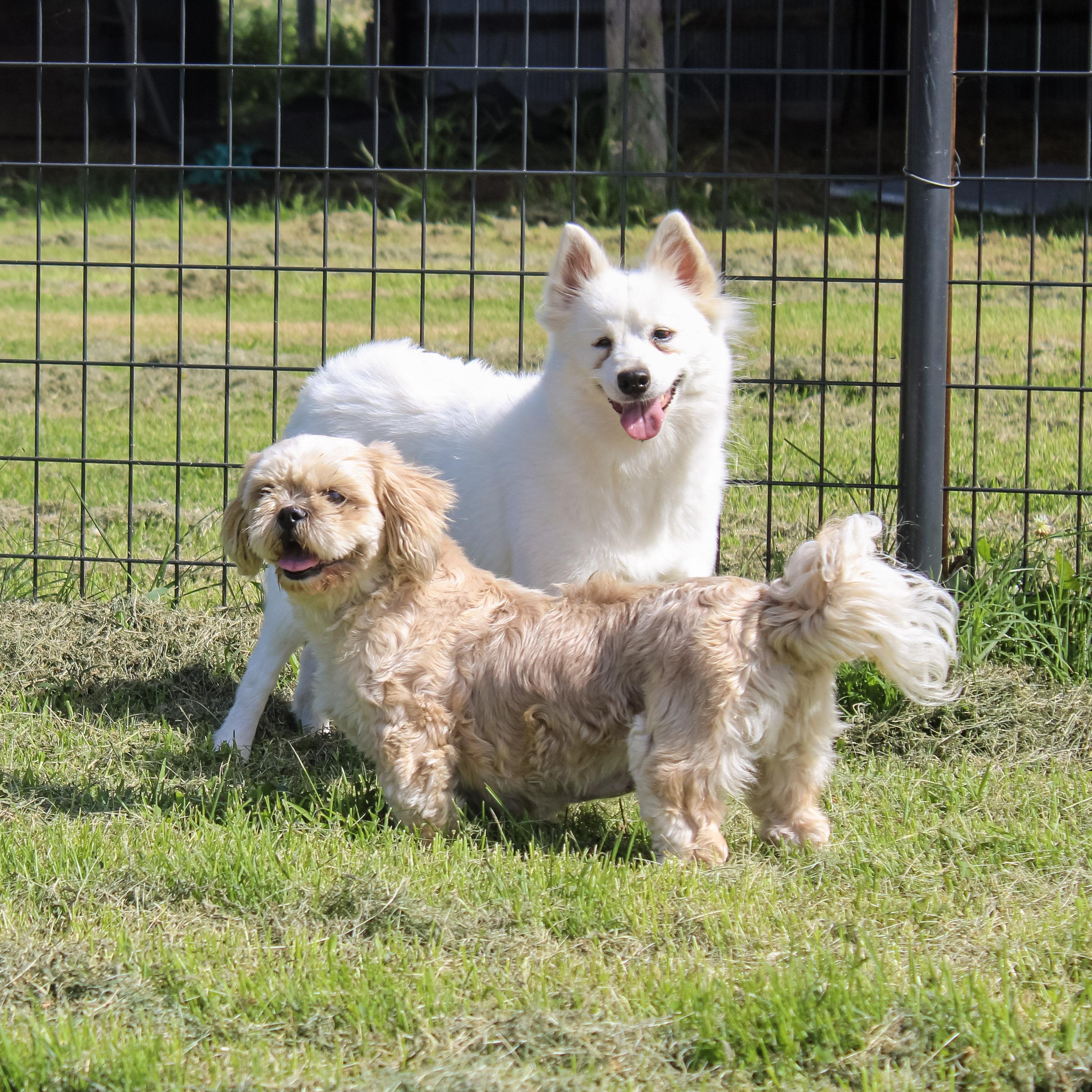 Firefly, a ADOPTABLE American Eskimo Dog in Neosho, MO image 4/4