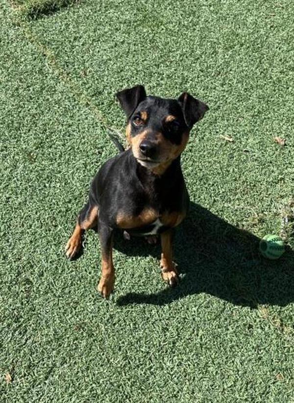 Sharkboy, Adoptable, Adult Male Miniature Pinscher.