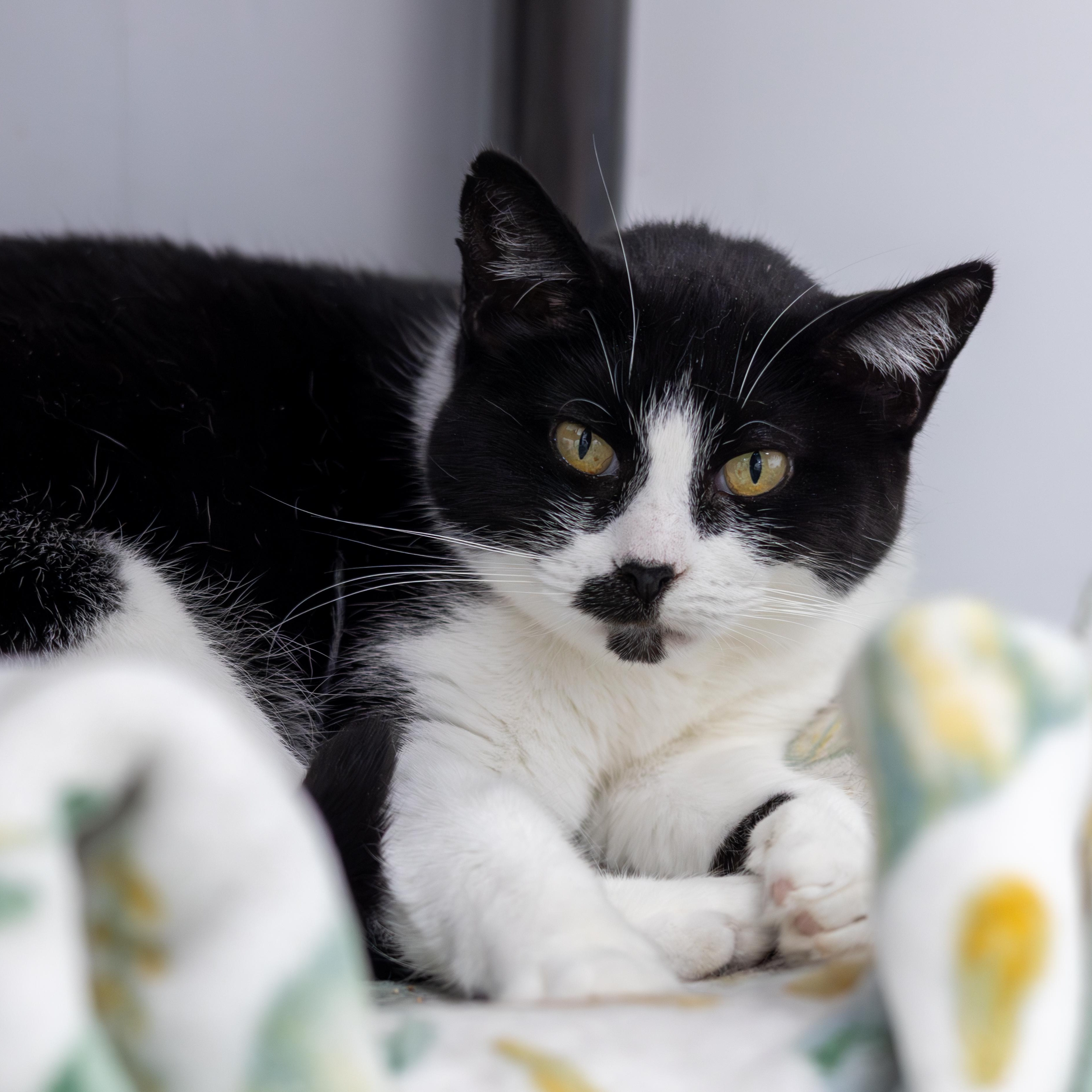 Enlarge Quinoa (bonded with Arborio), a Adoptable Domestic Short Hair in Richland Center, WI image 1/4