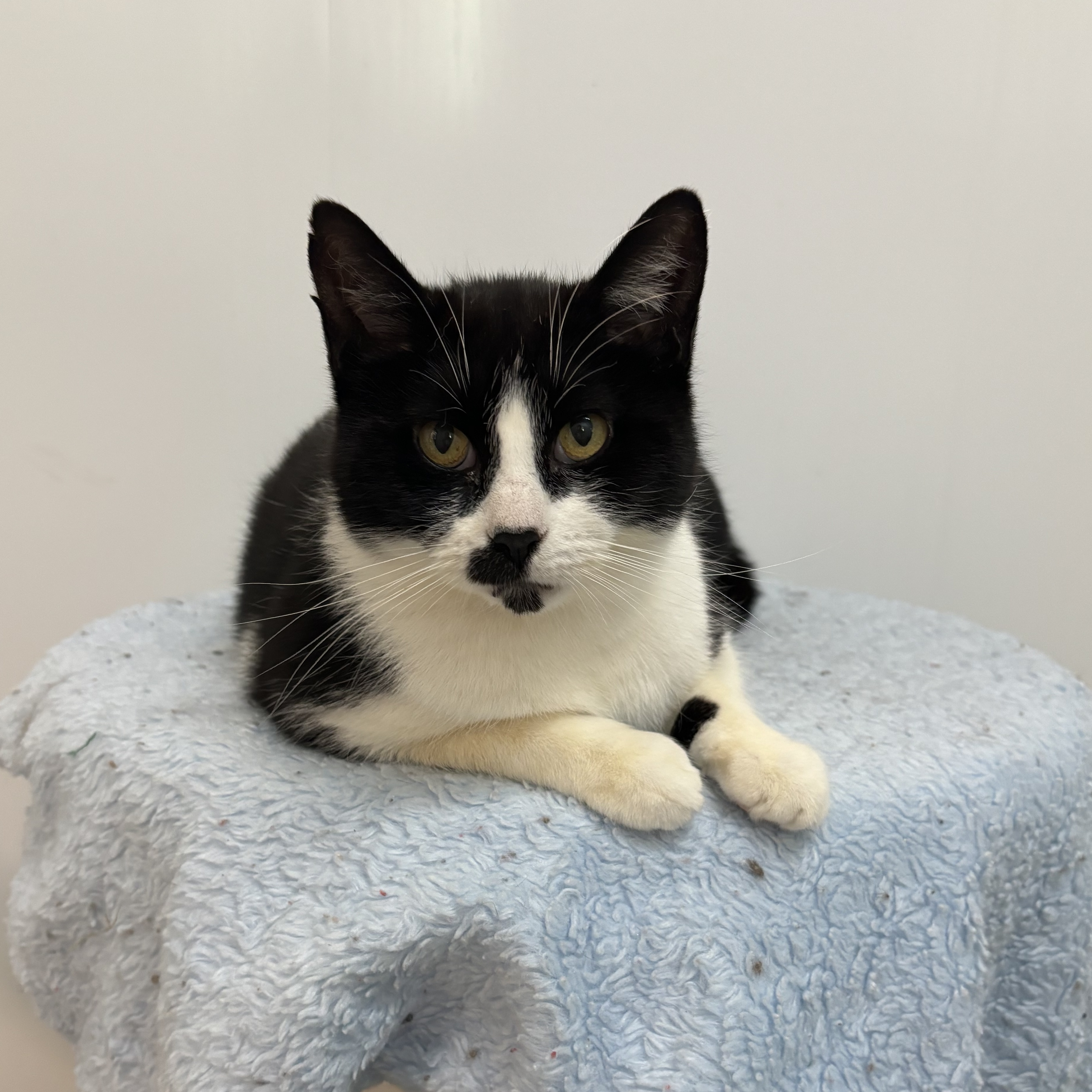 Enlarge Quinoa (bonded with Arborio), a Adoptable Domestic Short Hair in Richland Center, WI image 3/4